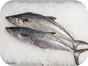 Fresh- Spanish Mackerel Fillet