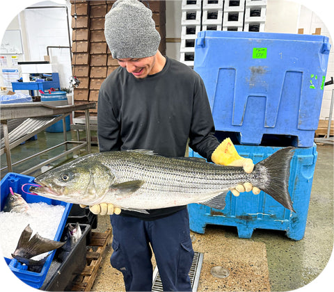 Fresh- Striped Bass Fillet White Fish