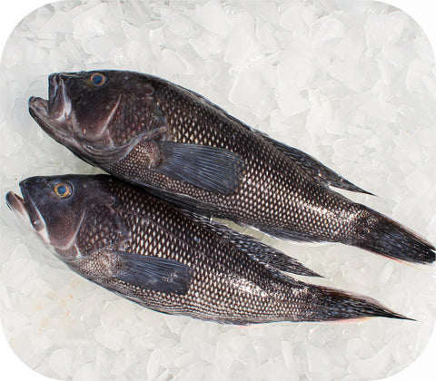 Fresh- Whole Jumbo Black Seabass 2.5Lb White Fish