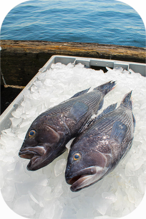 Fresh- Whole Jumbo Black Seabass 2.5Lb White Fish