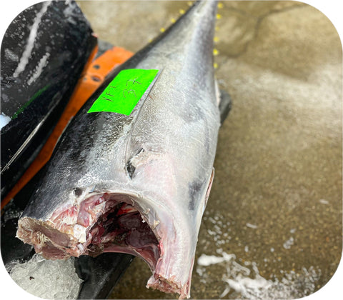 Fresh- Yellowfin Tuna Loin Fish