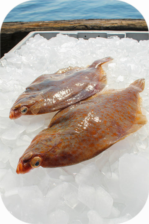 Fresh- Yellowtail Flounder Fillet White Fish