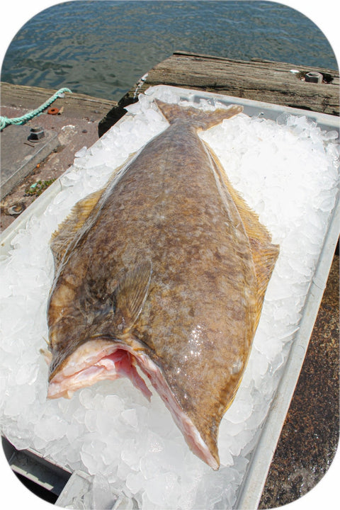 Frozen- Atlantic Halibut 1Lb White Fish