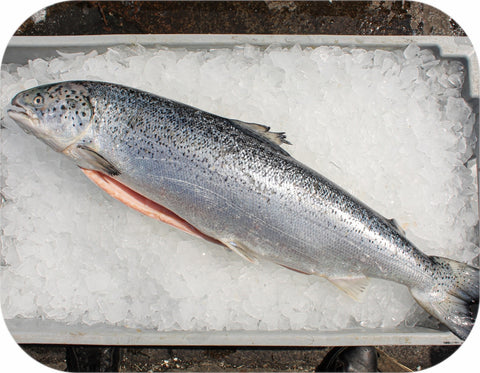 Frozen- Tail/collar Cut Atlantic Salmon 1Lb