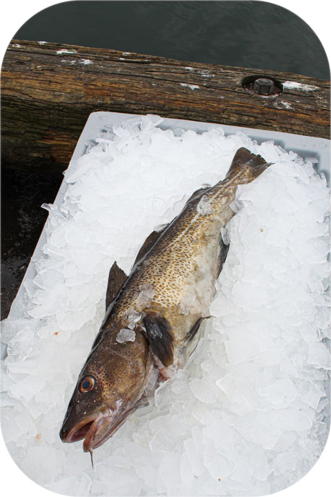 Frozen- Cod 1Lb White Fish