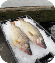 Fresh- Jumbo Walleye Fillet White Fish