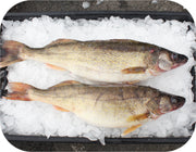 Fresh- Jumbo Walleye Fillet White Fish