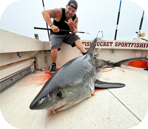 Frozen- Porbeagle Shark 1lb Frozen Retail