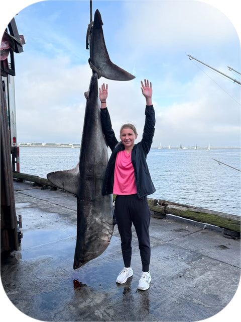Frozen- Porbeagle Shark 1lb Frozen Retail