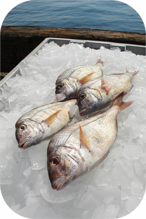 Frozen- Scup Fillet 1Lb White Fish