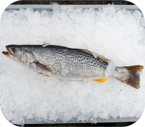 Frozen- Weakfish 1Lb White Fish