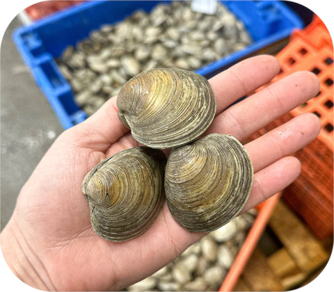 Fresh- Littleneck Clams 100Ct Bag